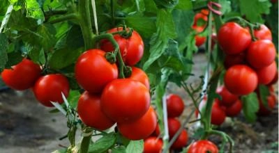 Интересни факти за доматите