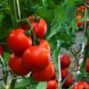 Интересни факти за доматите